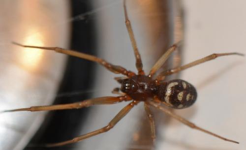 Steatoda grossa